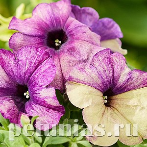 Петуния Shake Blueberry - 5 шт 11107 - фото 1060