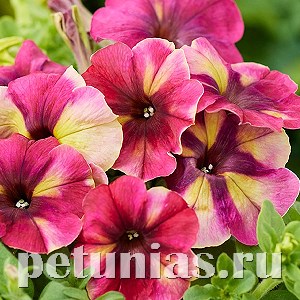 Петуния Shake Raspberry - 5 шт 11108 - фото 1061