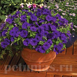 Петуния Picobella Blue - 5 шт 11110 - фото 1063