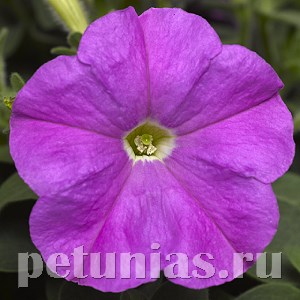 Петуния Picobella Lavender Imp - 5 шт 11112 - фото 1065