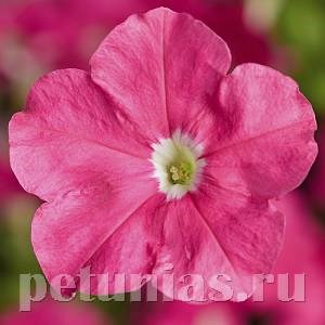 Петуния Picobella Pink - 5 шт 11113 - фото 1066