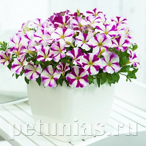 Петуния Picobella Rose Star - 5 шт 11117 - фото 1070
