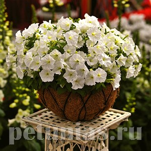 Петуния Picobella White - 5 шт 11119 - фото 1072