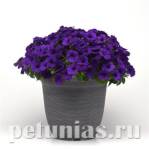 Петуния Easy Wave E3 Blue - 3 шт 10840 - фото 1078