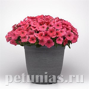Петуния Easy Wave E3 Coral - 3 шт 10841 - фото 1079