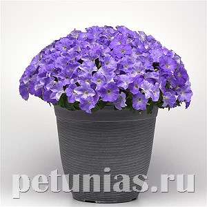 Петуния Easy Wave E3 Sky Blue - 3 шт 10846 - фото 1084