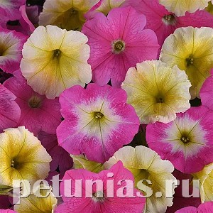 Петуния Easy Wave E3 Sweet Taffy Mix - 3 шт 10847 - фото 1085