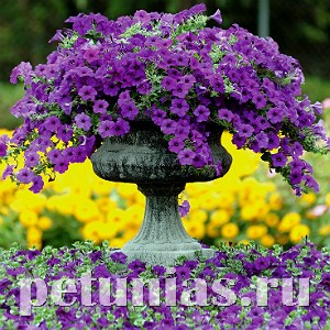 Петуния Easy Wave Blue - 5 шт 10851 - фото 1089