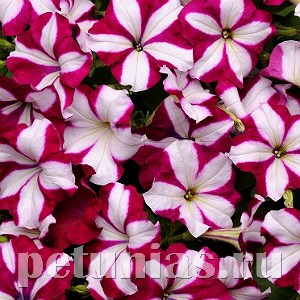 Петуния Easy Wave Burgundy Star - 5 шт 10852 - фото 1090