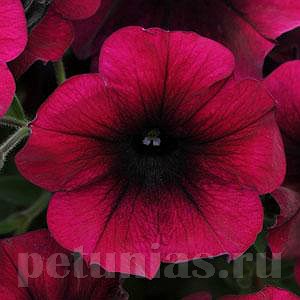 Петуния Easy Wave Burgundy Velour - 5 шт 10853 - фото 1091