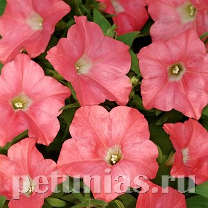Петуния Easy Wave Coral Reef - 5 шт 10854 - фото 1092