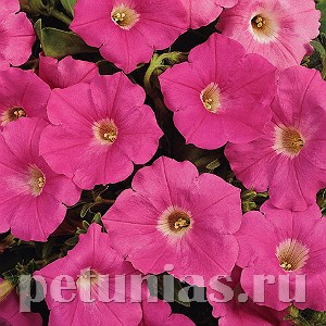 Петуния Easy Wave Pink - 5 шт 10857 - фото 1095