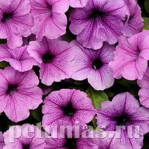 Петуния Easy Wave Plum Vein - 5 шт 10859 - фото 1097