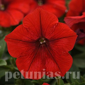 Петуния Easy Wave Red Improved - 5 шт 10860 - фото 1098
