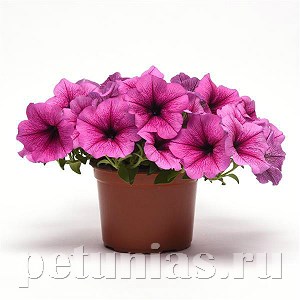 Петуния Easy Wave Rose Fusion - 5 шт 10863 - фото 1101