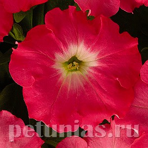 Петуния Easy Wave Rosy Dawn - 5 шт 10864 - фото 1102