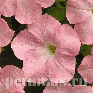 Петуния Easy Wave Shell Pink - 5 шт 10865 - фото 1103