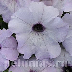 Петуния Easy Wave Silver - 5 шт 10866 - фото 1104