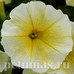 Петуния Easy Wave Yellow - 5 шт 10869 - фото 1107