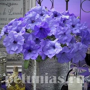 Петуния Evening Scentsation - 5 шт 10870 - фото 1109