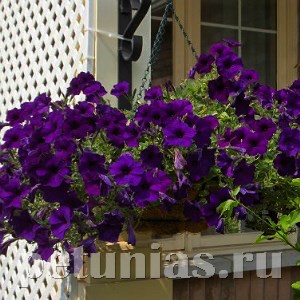 Петуния Opera Supreme Blue - 5 шт 10874 - фото 1117