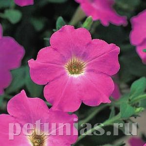 Петуния Opera Supreme Lavender - 5 шт 10875 - фото 1118