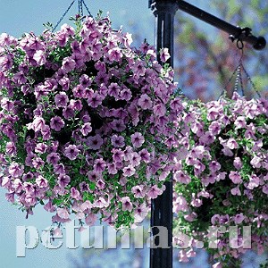 Петуния Opera Supreme Lilac Ice - 5 шт 10877 - фото 1120
