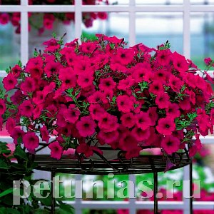 Петуния Opera Supreme Purple - 5 шт 10880 - фото 1123