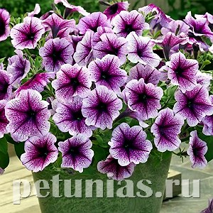 Петуния Opera Supreme Purple Vein - 5 шт 10881 - фото 1124