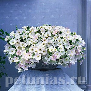 Петуния Opera Supreme White - 5 шт 10885 - фото 1128