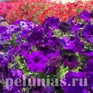 Петуния гибридная Pendolino Blue - 5 шт 10886 - фото 1130