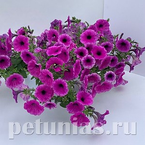 Петуния гибридная Pendolino Deep Violet Ice - 5 шт 10888 - фото 1131