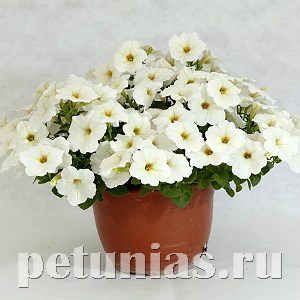 Петуния гибридная Pendolino White - 5 шт 10894 - фото 1137