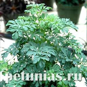 Рута Barry - 10 шт 11153 - фото 113