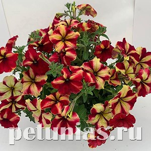 Петуния Romantica Burgundy Yellow - 5 шт 10896 - фото 1140