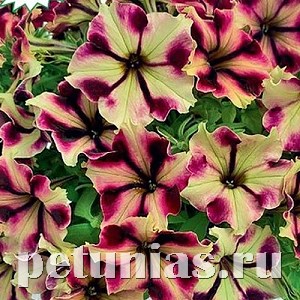 Петуния Romantica Norma - 5 шт 10898 - фото 1142