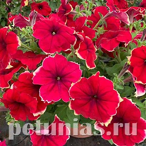 Петуния Romantica Sofie - 5 шт 10899 - фото 1143