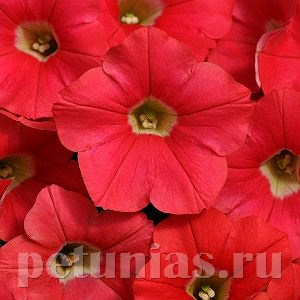 Петуния Shock Wave Coral Crash - 5 шт 10900 - фото 1145