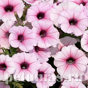Петуния Shock Wave Pink Vein - 5 шт 10904 - фото 1149