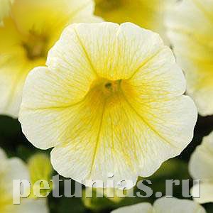 Петуния Shock Wave Yellow - 5 шт 10909 - фото 1154