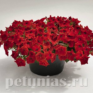 Петуния Success! Red - 5 шт 10914 - фото 1162