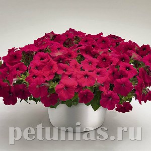 Петуния Success! Rose - 5 шт 10915 - фото 1163