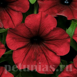 Петуния Tidal Wave Red Velour - 5 шт 10923 - фото 1172