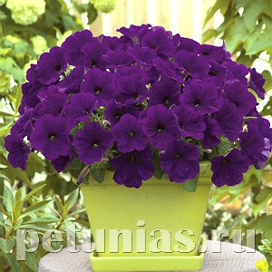 Петуния Trilogy Blue - 5 шт 10925 - фото 1175