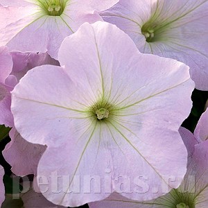 Петуния Trilogy Lavender Pink - 5 шт 10936 - фото 1176