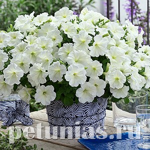 Петуния Trilogy Lime - 5 шт 10926 - фото 1177