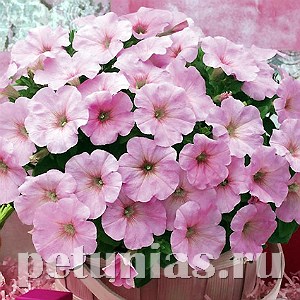 Петуния Trilogy Pink Lips - 5 шт 10927 - фото 1178