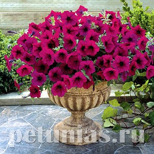 Петуния Trilogy Purple - 5 шт 10928 - фото 1179