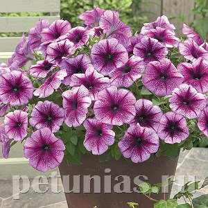Петуния Trilogy Purple Vein - 5 шт 10929 - фото 1180