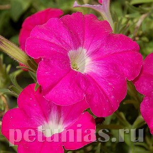Петуния Trilogy Rose - 5 шт 10930 - фото 1181